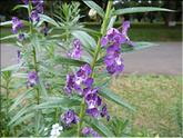 Sri Lanka - angélonie pourpre (angelonia salicariifolia)