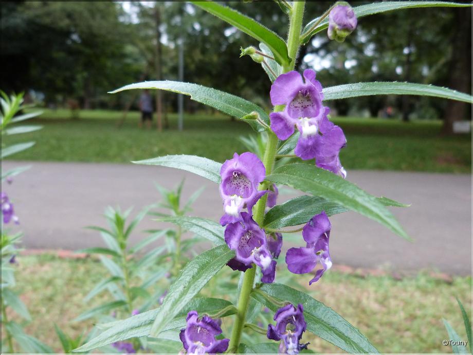 Sri Lanka - angélonie pourpre (angelonia salicariifolia)