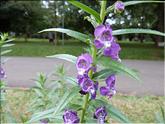 Sri Lanka - angélonie pourpre (angelonia salicariifolia)