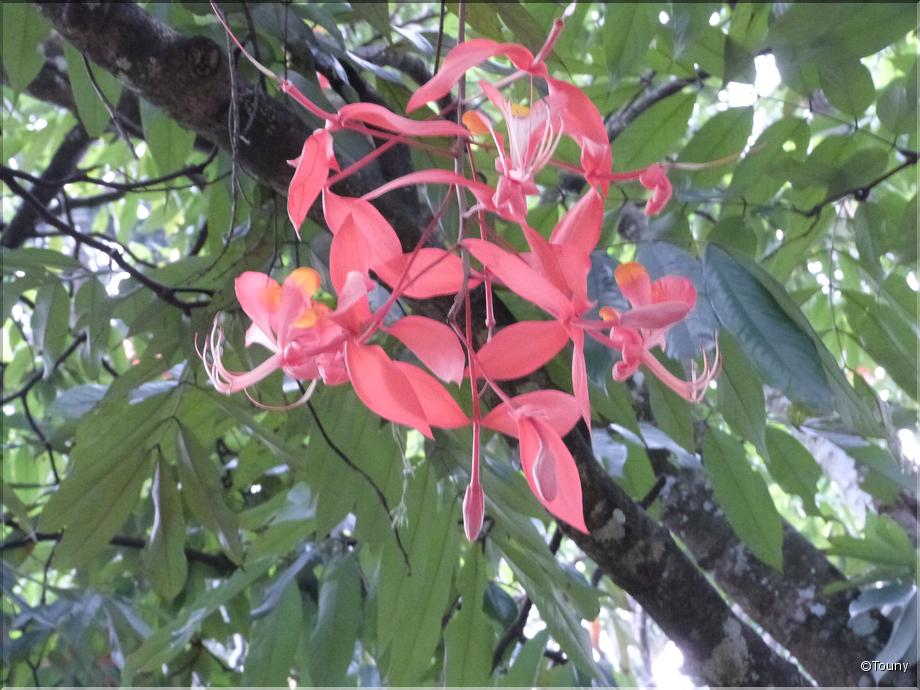 Sri Lanka - pride of Burma (amherstia nobilis)