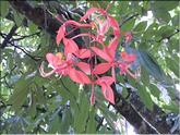 Sri Lanka - pride of Burma (amherstia nobilis)