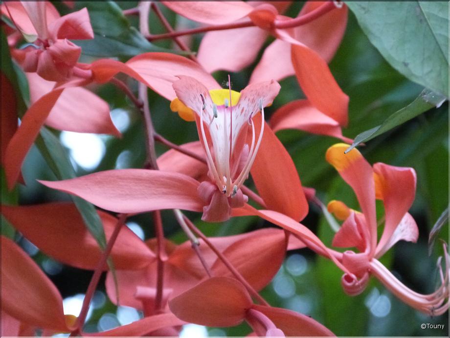 Sri Lanka - pride of Burma (amherstia nobilis)
