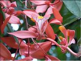 Sri Lanka - pride of Burma (amherstia nobilis)