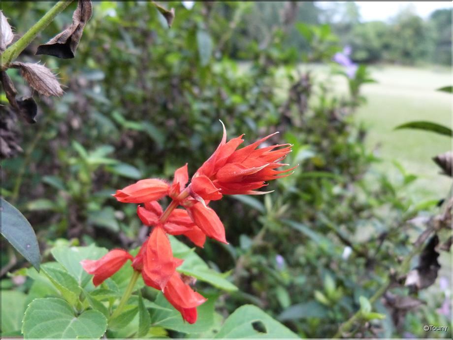 Sri Lanka - sauge rouge (salvia splendens)