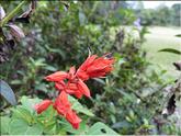 Sri Lanka - sauge rouge (salvia splendens)