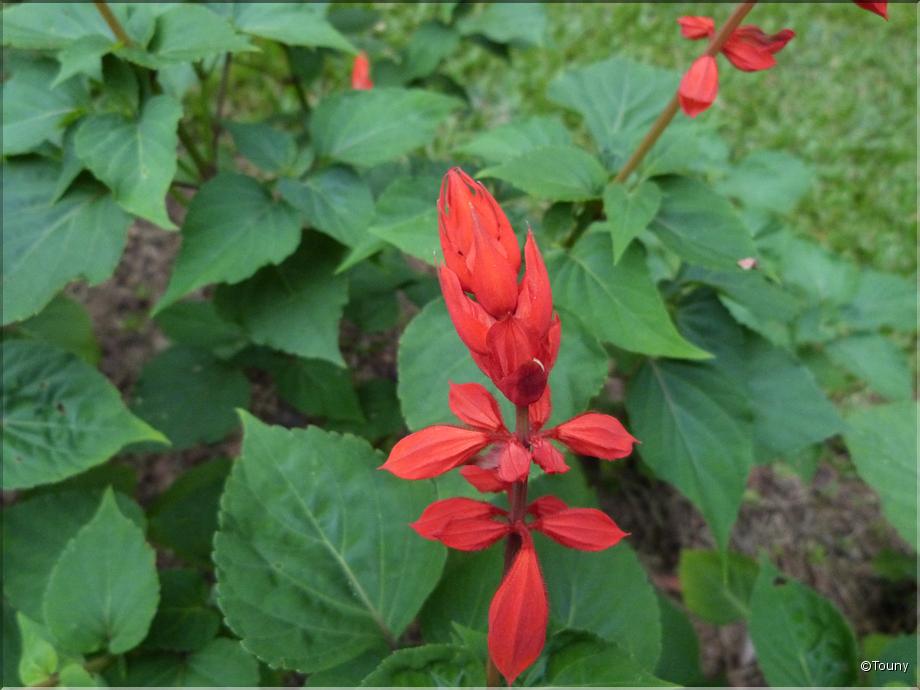 Sri Lanka - sauge rouge (ssalvia splendens)