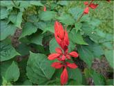 Sri Lanka - sauge rouge (ssalvia splendens)