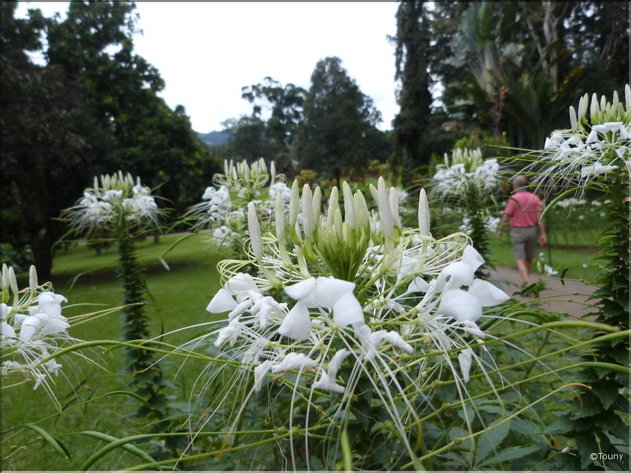 Sri Lanka - cleome hassleriana