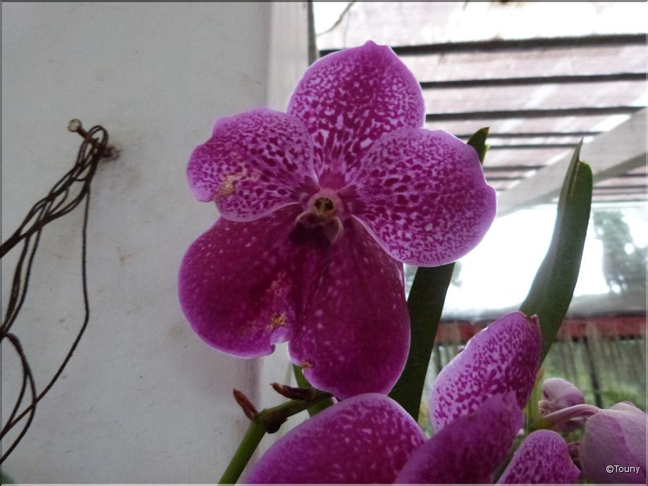 Sri Lanka - vanda robert's deligh crownfox big red