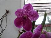 Sri Lanka - vanda robert's deligh crownfox big red