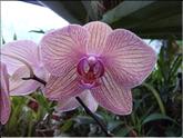 Sri Lanka - phalaenopsis independance