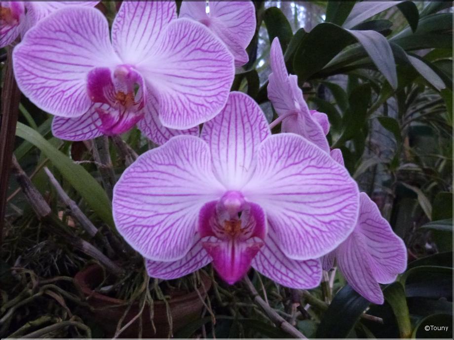 Sri Lanka - dendrobium hybride