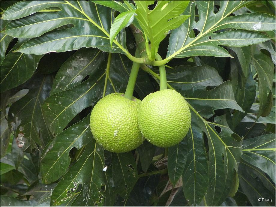Mayotte - fruit d'arbre à pain