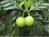 Mayotte - fruit d'arbre à pain