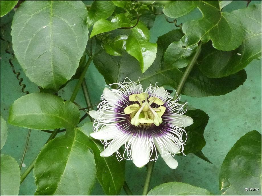 Mayotte - fleur de la passion