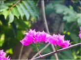 Mayotte - bougainvillée