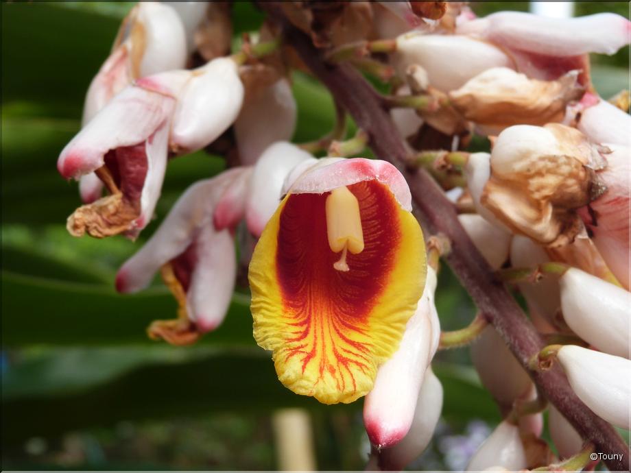 Mayotte - alpinia zerumbet