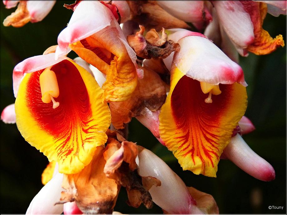 Mayotte - alpinia zerumbet