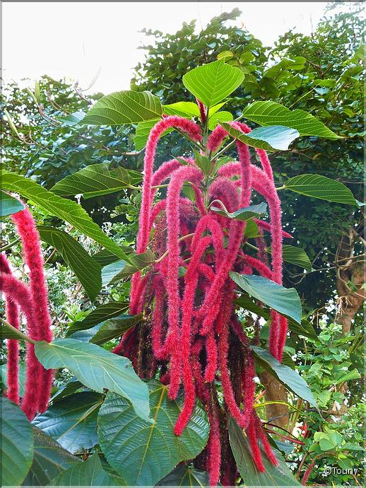 Mayotte - queue de chat (acalypha hispida)