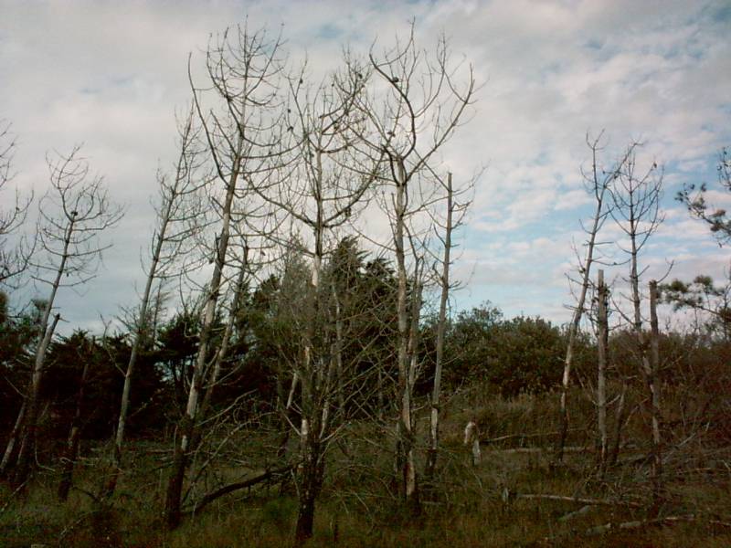 arbres